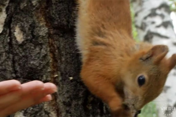 Нашествие белок отмечают в Новосибирском педуниверситете