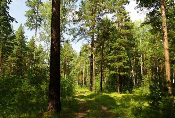 В Новосибирской области началось обсуждение создания парка &laquo;Караканский бор&raquo;