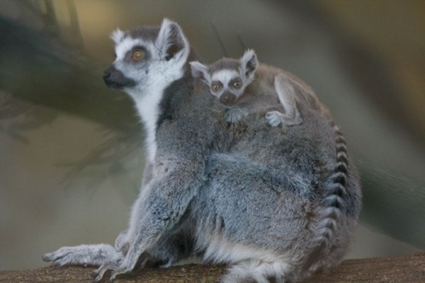 Новосибирцы вышли на рынок Молдовы с лемурами Новосибирцы вышли на рынок Молдовы с лемурами
