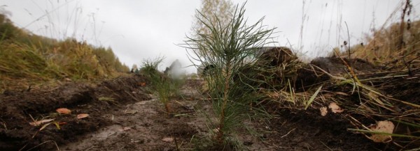 10&nbsp;тысяч сосен высадили у&nbsp;биатлонного комплекса в&nbsp;Новосибирске