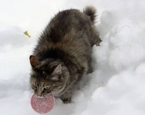 За хищение денег на уборку Колбасы от снега бухгалтеру вынесли приговор За хищение денег на уборку Колбасы от снега бухгалтеру вынесли приговор