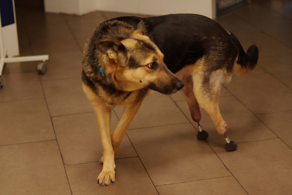 Ветеринар Сергей Горшков: «Переезд в Сибирь стал лучшим решением в жизни»