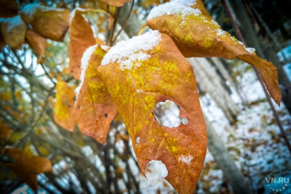 Снег без остановки и европейская зима - прогноз погоды в ноябре-2021 в Новосибирске