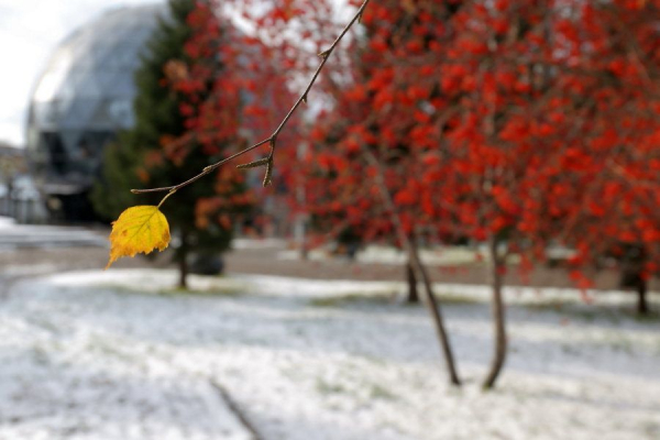 Рабочая неделя в Новосибирской области начнётся заморозками до -8 градусов