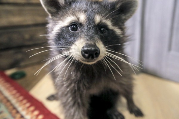 Декада пожилых в Новосибирске: всё самое полезное и интересное Декада пожилых в Новосибирске: всё самое полезное и интересное