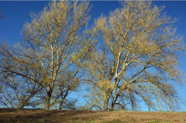 Усиление ветра в Новосибирской области: специалисты МЧС России предупреждают о возможных рисках Усиление ветра в Новосибирской области: специалисты МЧС России предупреждают о возможных рисках