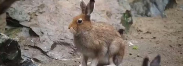 Рождённых в&nbsp;зоопарке зайцев-беляков впервые выпустили на&nbsp;свободу