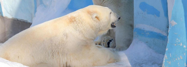 Белые медведи в новосибирском зоопарке готовятся встречать зиму