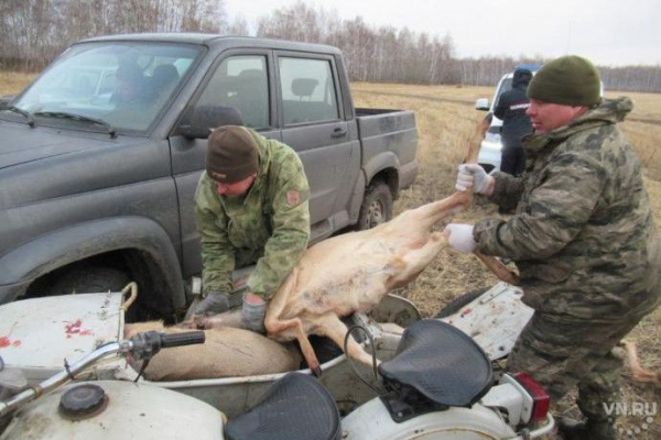 Браконьеры на мотоцикле застрелили пять косуль в госзаказнике Новосибирской области Браконьеры на мотоцикле застрелили пять косуль в госзаказнике Новосибирской области