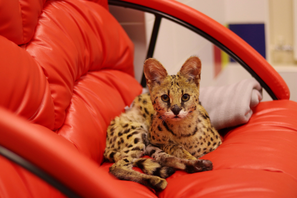 Ветеринар Сергей Горшков: «Переезд в Сибирь стал лучшим решением в жизни» Ветеринар Сергей Горшков: «Переезд в Сибирь стал лучшим решением в жизни»