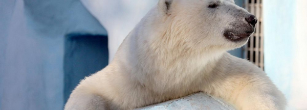 Если вы&nbsp;пропустили: маски, кристалл для космоса и&nbsp;мишки в&nbsp;зоопарке