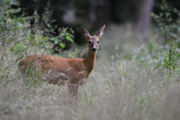 Лосей и косуль будут добывать по-новому в Новосибирской области Лосей и косуль будут добывать по-новому в Новосибирской области