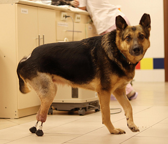 Ветеринар Сергей Горшков: «Переезд в Сибирь стал лучшим решением в жизни» Ветеринар Сергей Горшков: «Переезд в Сибирь стал лучшим решением в жизни»