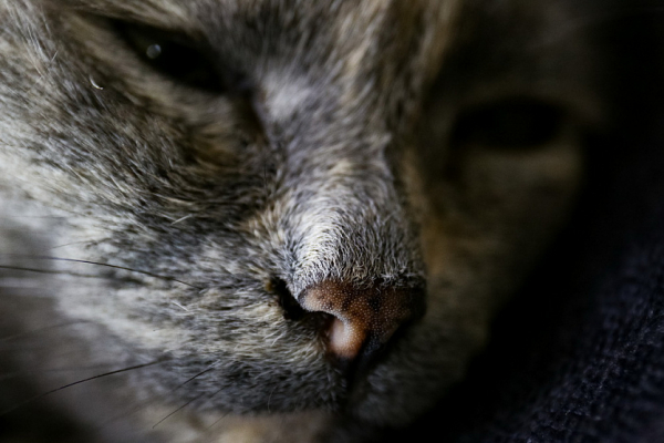 Всё будет замурчательно: усатые обитатели нового котокафе ждут в&nbsp;гости