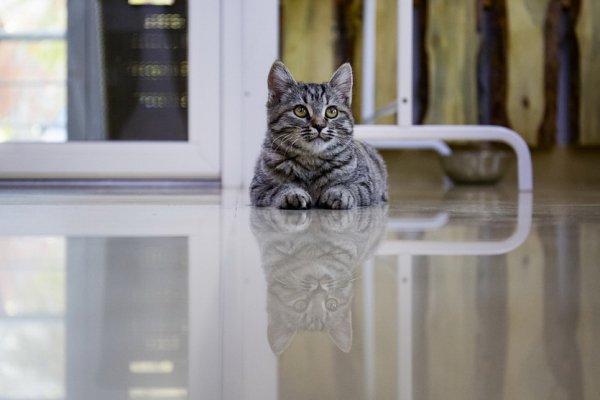 Всё будет замурчательно: усатые обитатели нового котокафе ждут в&nbsp;гости