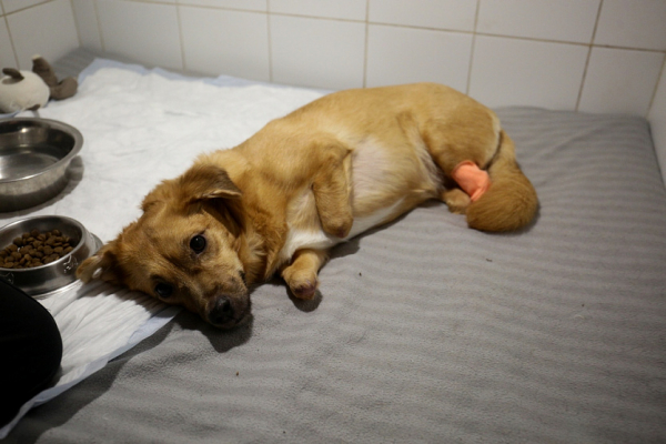 Ветеринар Сергей Горшков: «Переезд в Сибирь стал лучшим решением в жизни» Ветеринар Сергей Горшков: «Переезд в Сибирь стал лучшим решением в жизни»