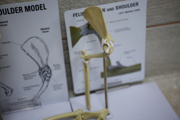 Ветеринар Сергей Горшков: «Переезд в Сибирь стал лучшим решением в жизни»