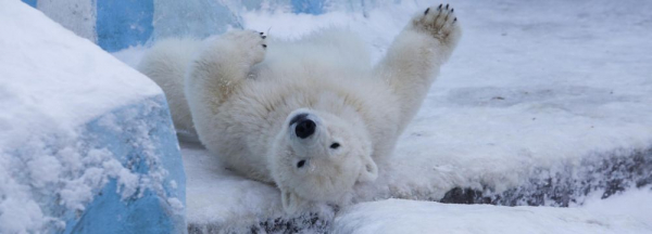 Белому медведю Каю из&nbsp;Новосибирского зоопарка исполнилось 14&nbsp;лет