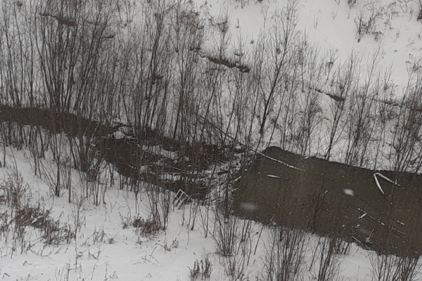 Бобров с&nbsp;реки Ельцовка оставили в&nbsp;покое до&nbsp;весны