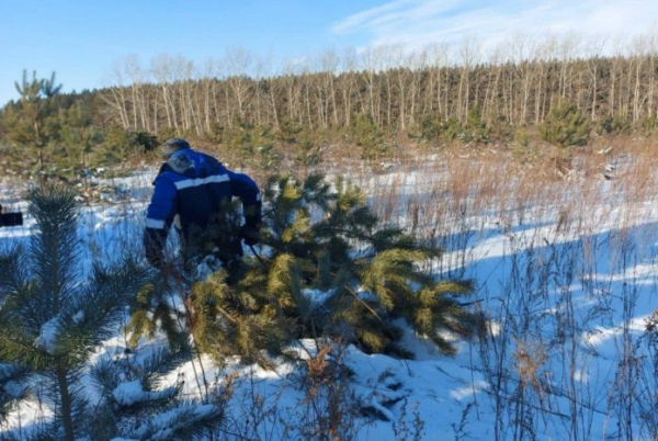 Новосибирская область заготовит около 30 тысяч новогодних пихт, сосен и елей