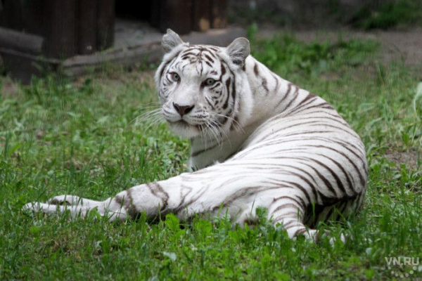 2022: какой символ года по восточному гороскопу