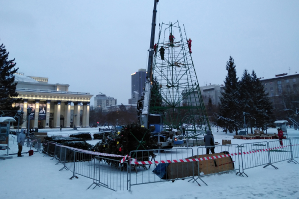 Главную городскую ёлку привезли на&nbsp;площадь Ленина в&nbsp;Новосибирске
