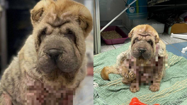 Ветеринары спасают найденного в снегу породистого щенка