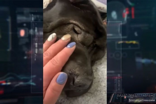 Расправу над черным шарпеем устроили живодеры в Новосибирске