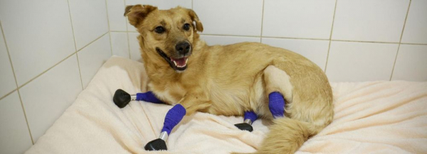 Дворняжка Моника в&nbsp;четырьмя новосибирскими протезами поедет жить в&nbsp;Лондон