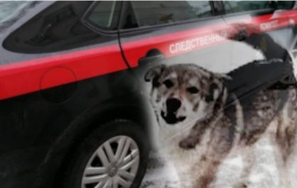 В Новосибирске по сообщению средств массовой информации о нападении бродячей собаки на ребенка, организовано проведение доследственной проверки