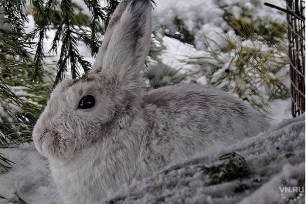 Звери новосибирского зоопарка сменили шубы