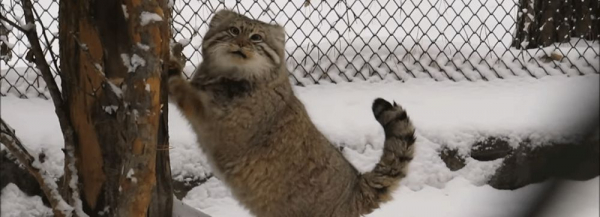 Общительный манул в&nbsp;Новосибирском зоопарке подточил когти на&nbsp;камеру