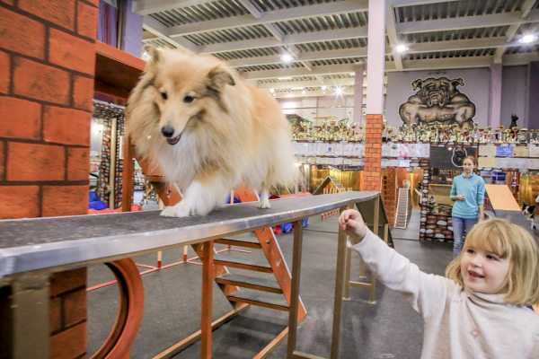 Собачий рай: дог-центр со&nbsp;SPA и&nbsp;фитнес-клубом открыли в&nbsp;Новосибирске