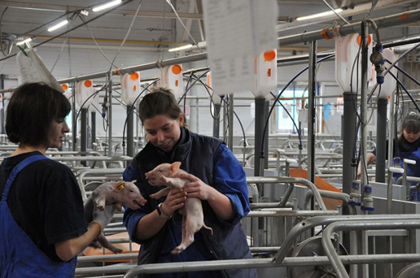 «Сибагро» расширяет производство свинины «Сибагро» расширяет производство свинины