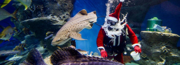 Если вы пропустили: цирк изо льда, Санта под водой и уходящий 2021-й Если вы пропустили: цирк изо льда, Санта под водой и уходящий 2021-й