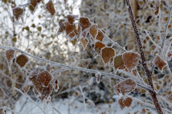 Похолодание до -25 градусов ожидается в Новосибирской области