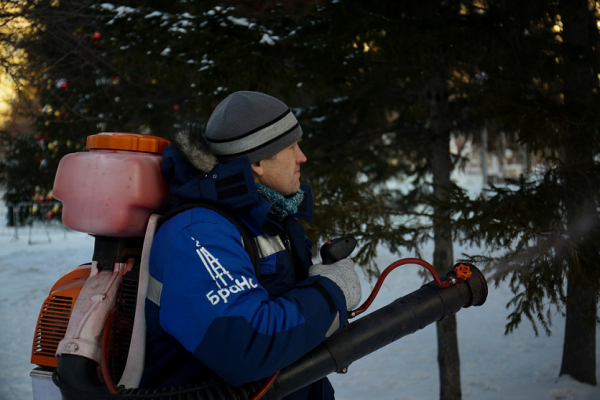 Ели в&nbsp;Театральном сквере покрасили в&nbsp;антивандальный розовый