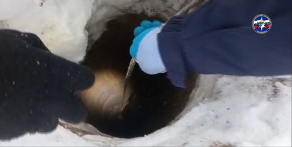 В Новосибирске спасатели вытащили из глубокой ямы овчарку В Новосибирске спасатели вытащили из глубокой ямы овчарку