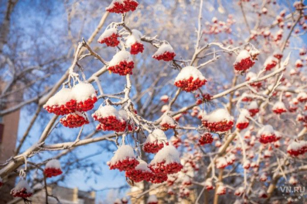 Антициклон из центра России заморозит Западную Сибирь в ночь на 13 декабря Антициклон из центра России заморозит Западную Сибирь в ночь на 13 декабря