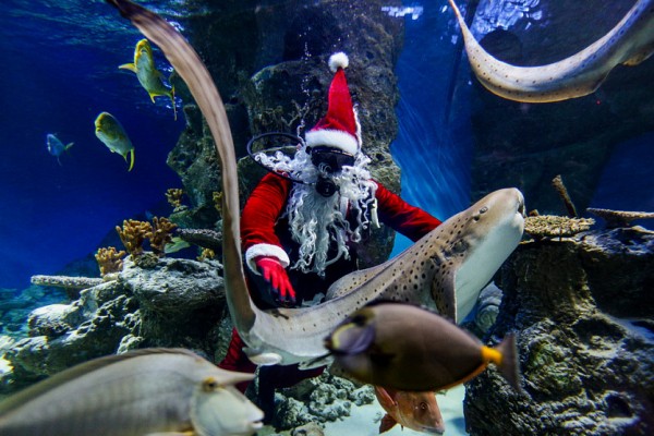 Новый год в&nbsp;дельфинарии: Санта-Клаус спустился на&nbsp;дно в&nbsp;акваланге