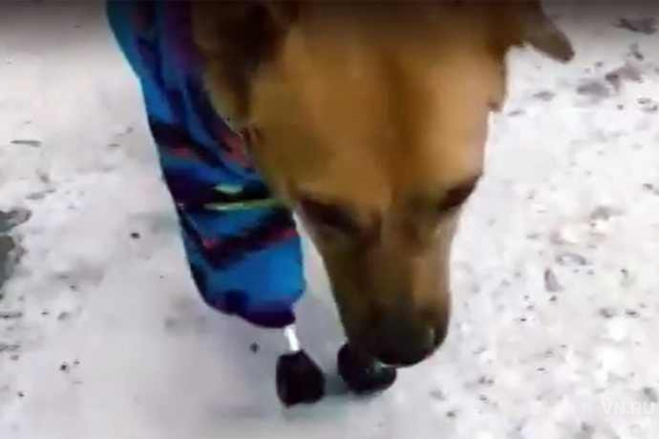 Единственная в мире дворняга-робот Моника уезжает из России в Англию