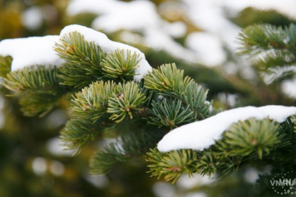 Живая новогодняя ель экологичней искусственной, заявили ученые