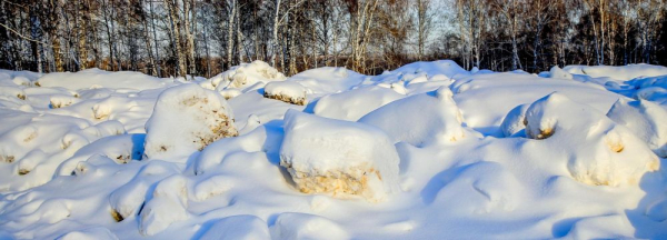 Незаконный снеготвал возле ГБШ нанёс лесу ущерб в&nbsp;2&nbsp;млн рублей
