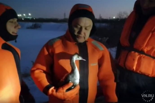 Птица-поганка стала заложницей Юго-Западного котлована в Новосибирске Птица-поганка стала заложницей Юго-Западного котлована в Новосибирске