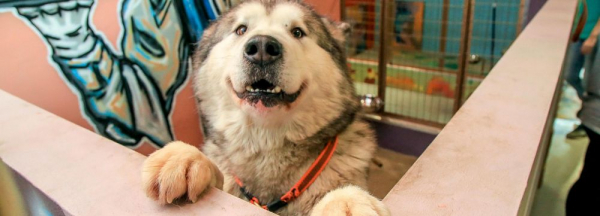 Собачий рай: дог-центр со&nbsp;SPA и&nbsp;фитнес-клубом открыли в&nbsp;Новосибирске