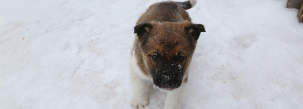 Если вы&nbsp;пропустили: юбилей сайта &laquo;НН&raquo;, собачий рай и&nbsp;кукольный замок