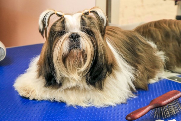 Как помочь собаке пережить фейерверки&nbsp;&mdash; лайфхаки от&nbsp;зоопсихолога