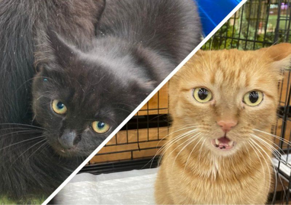 «Котаны будут накормлены»: семь кошек обрели новый дом на ярмарке-раздаче «День Хвоста» «Котаны будут накормлены»: семь кошек обрели новый дом на ярмарке-раздаче «День Хвоста»