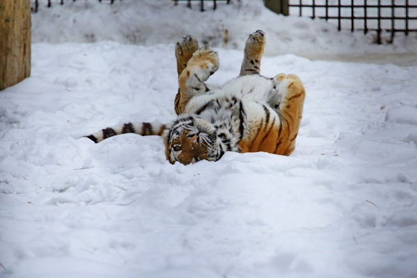 Добрый увалень и&nbsp;хозяйка горы: символ года тигр в&nbsp;зоопарке Новосибирска