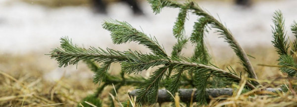 Пункты сбора новогодних ёлок заработали 12&nbsp;января в&nbsp;Новосибирске